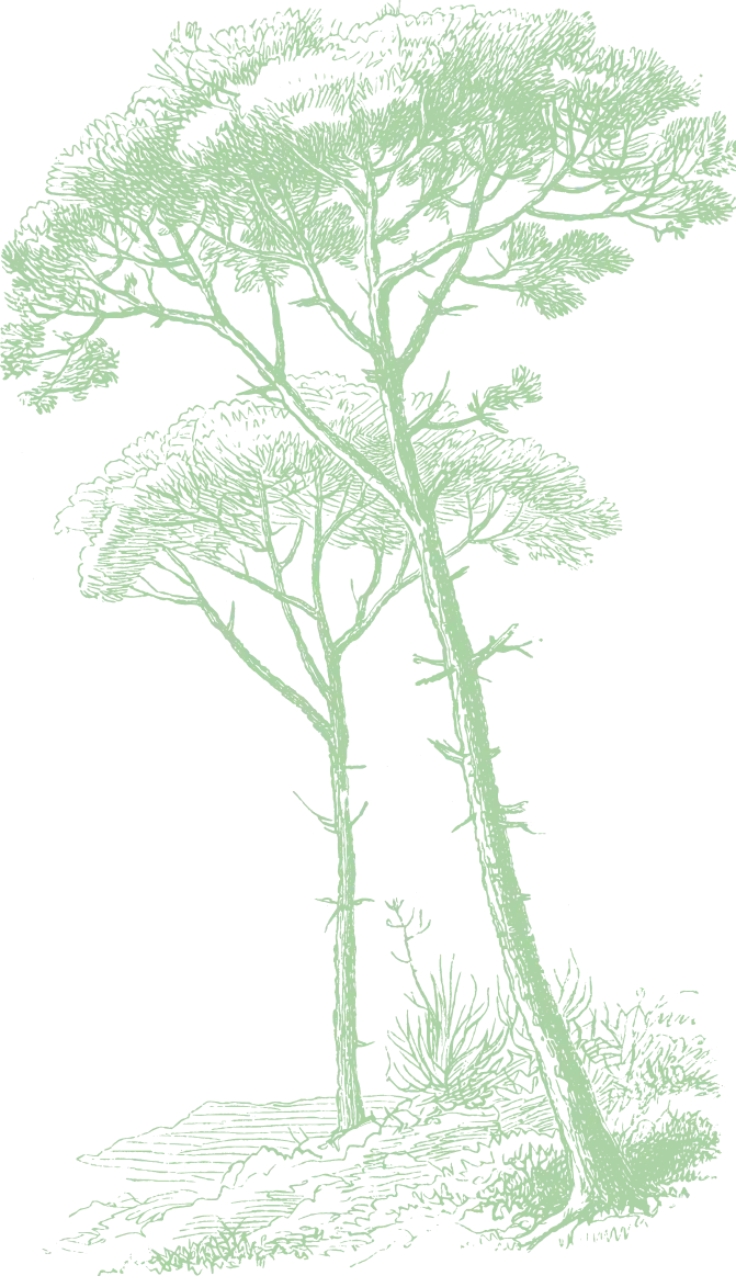 Silhouette d’arbres verts sur fond noir