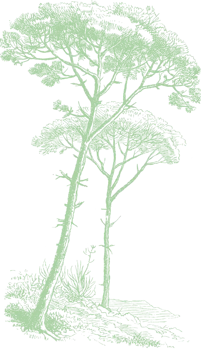 Illustration de deux pins stylisés verts