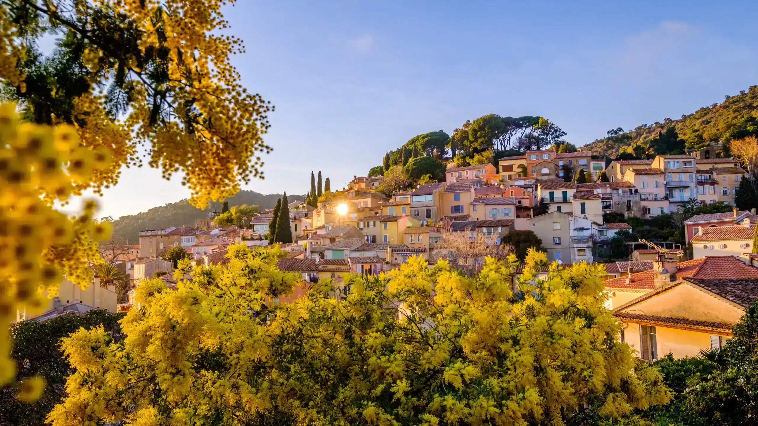 Village provençal sur colline et mimosas en fleurs