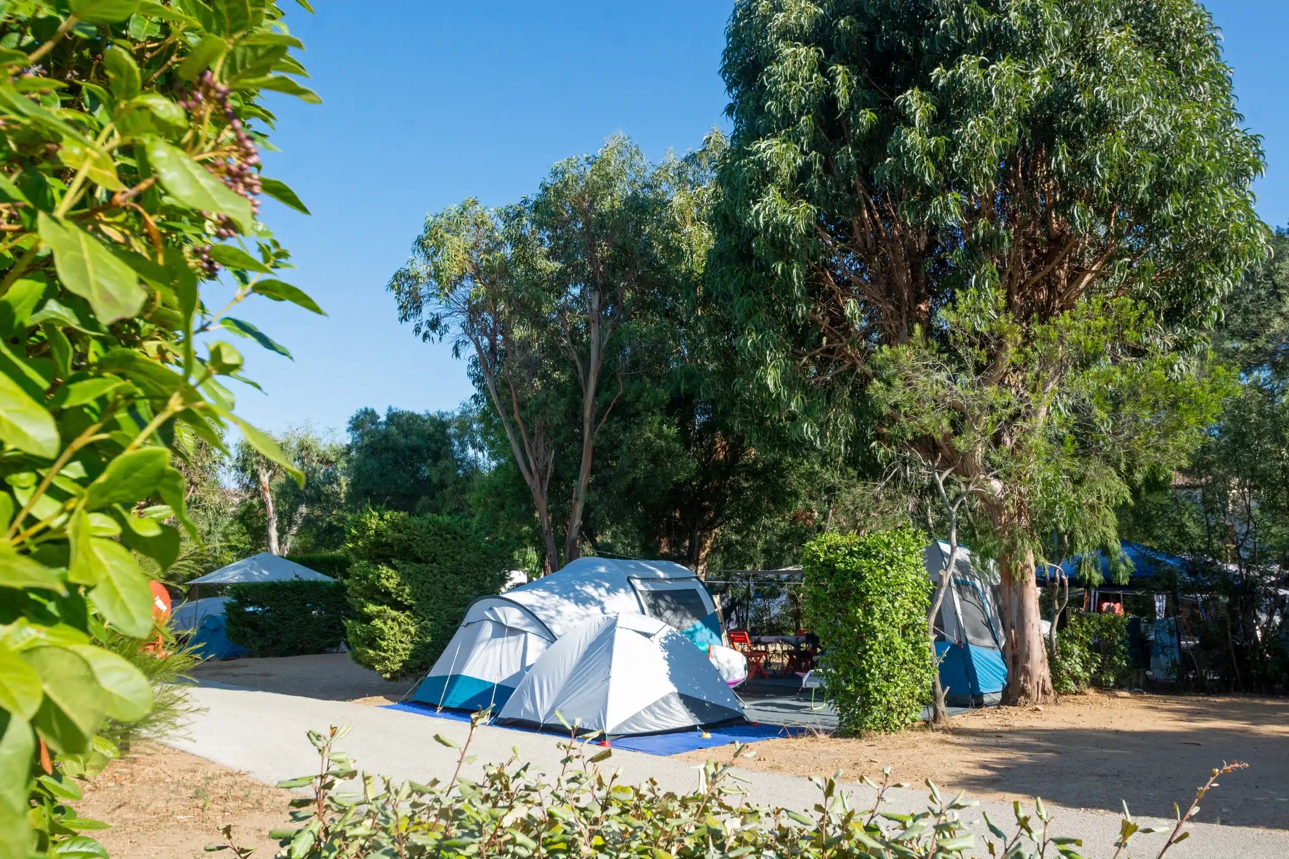 Tentes de camping sous de grands arbres