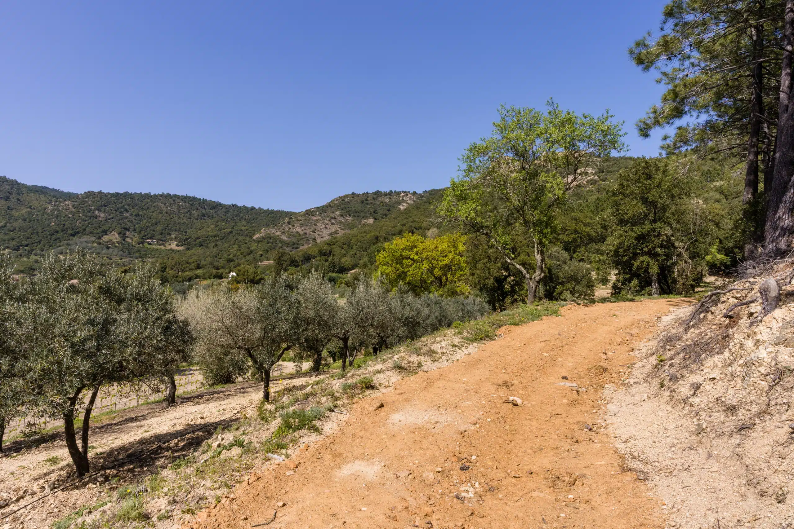 Chemin de terre entre oliviers et collines verdoyantes