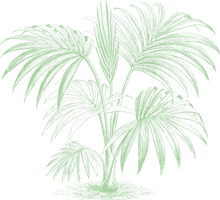 Silhouette verte de palmiers tropicaux